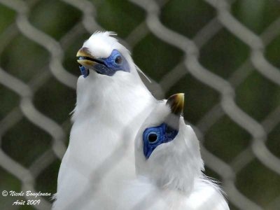 BALI MYNA pair