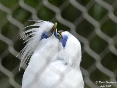 BALI MYNA pair