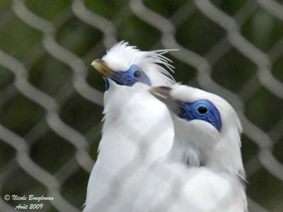 BALI MYNA pair