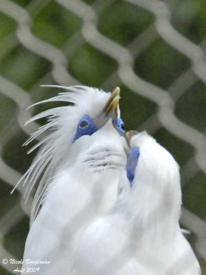 BALI MYNA pair