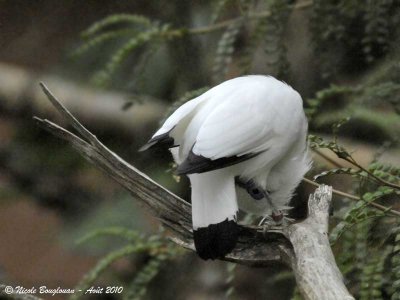 BALI MYNA  - bowing display 1