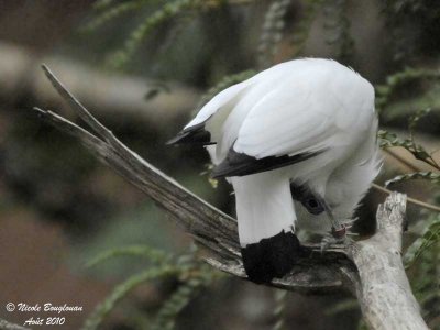 BALI MYNA - bowing display 2