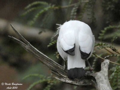 BALI MYNA - bowing display 3