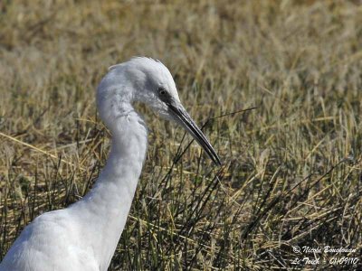 LITTLE EGRET