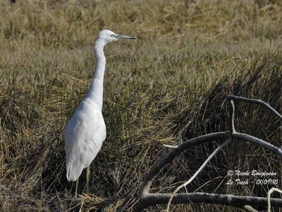 LITTLE EGRET