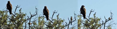 BLACK KITE AND AZURE-WINGED MAGPIE OR IBERIAN MAGPIE