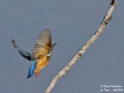 Common Kingfisher male take-off