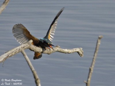 Common Kingfisher male when the femalle appears