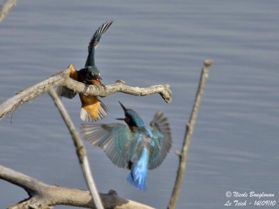 Common Kingfisher confrontation