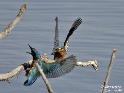 Common Kingfisher confrontation