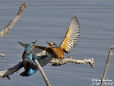 Common Kingfisher confrontation