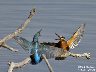 Common Kingfisher confrontation