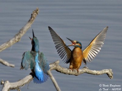 A bright coloured bird, always moving, but so graceful, the  Common Kingfisher