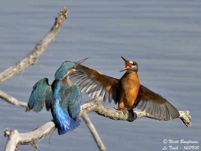 Common Kingfisher confrontation