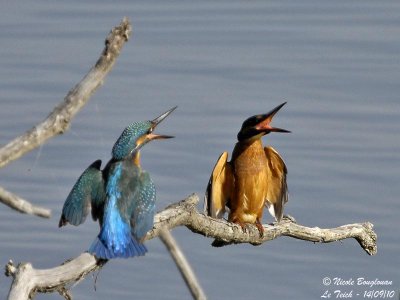 Common Kingfisher confrontation