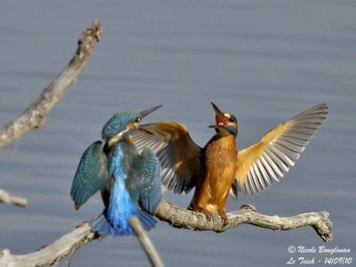 Common Kingfisher confrontation