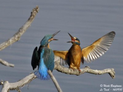 Common Kingfisher confrontation