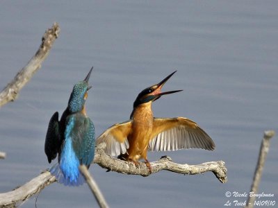 Common Kingfisher confrontation