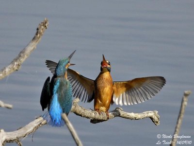 Common Kingfisher confrontation