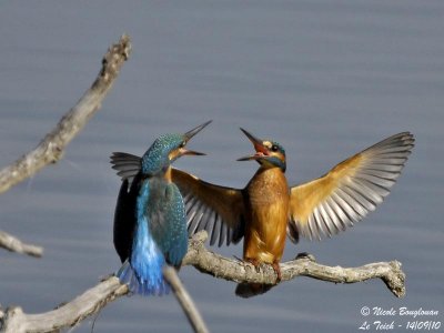 Common Kingfisher confrontation