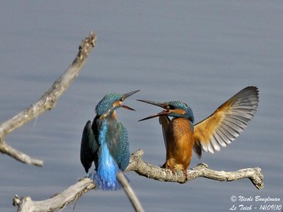 Common Kingfisher confrontation