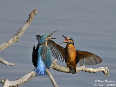 Common Kingfisher confrontation