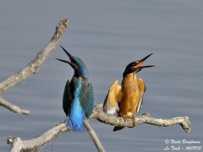 Common Kingfisher confrontation