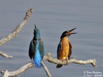 Common Kingfisher confrontation