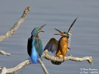 Common Kingfisher confrontation