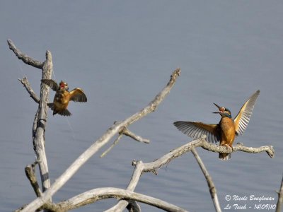 Common Kingfisher confrontation