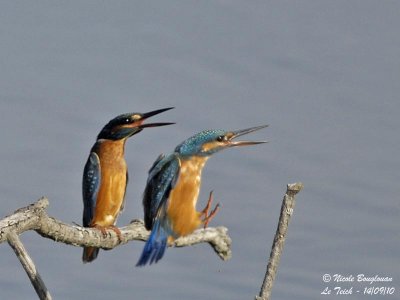 Common Kingfisher confrontation