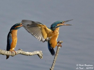 Common Kingfisher confrontation