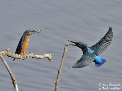 common Kingfisher confrontation