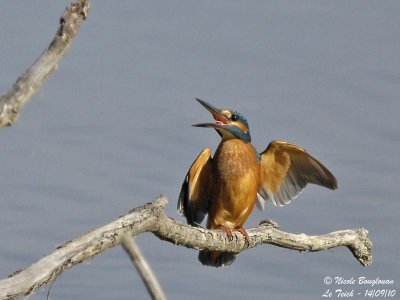 Common Kingfisher male