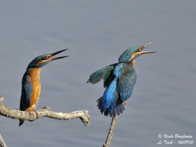Common Kingfisher pair