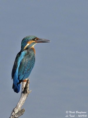 Common Kingfisher male singing