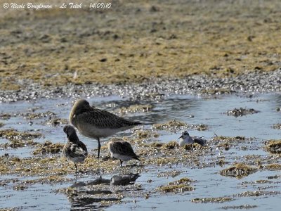 Red Phalarope - Winter plumage