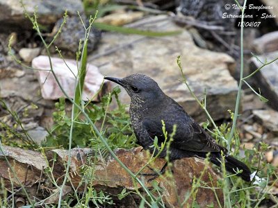 BLUE ROCK THRUSH female