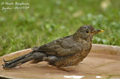 Blackbird female bathing