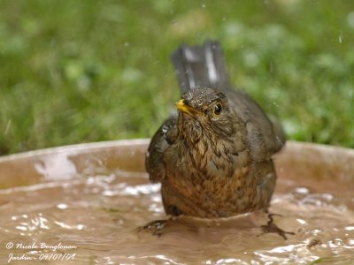 Blackbird female bathing
