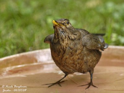 Blackbird female bathing