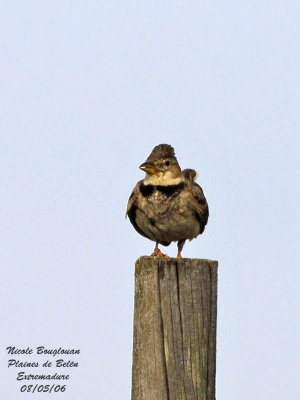 CALANDRA LARK