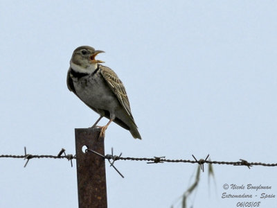 CALANDRA LARK