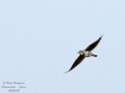 Calandra Lark