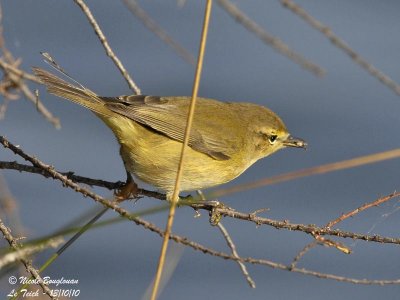 CHIFFCHAFF - Feeding behaviour 3