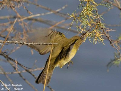 CHIFFCHAFF - Feeding behaviour 2