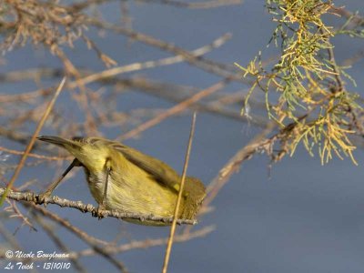 CHIFFCHAFF - Feeding behaviour 1