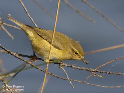 CHIFFCHAFF