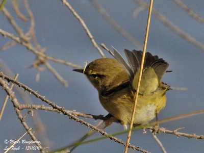 CHIFFCHAFF hunting