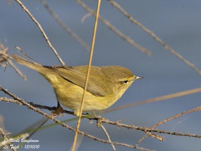 CHIFFCHAFF